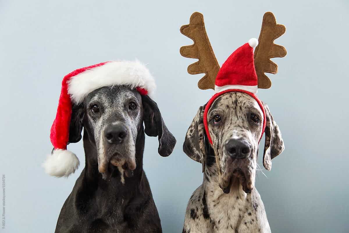 DOGS WEARING HATS - CALENDAR, MEME, IMAGES, WALLPAPER