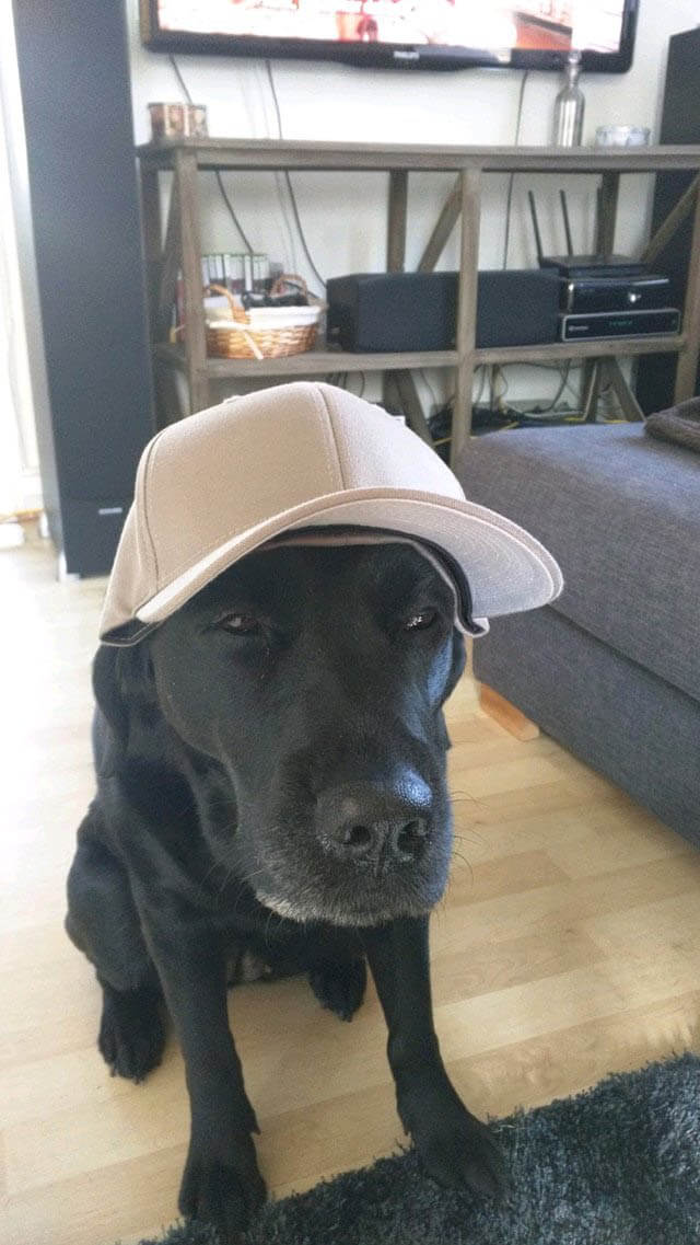 DOGS WEARING HATS - CALENDAR, MEME, IMAGES, WALLPAPER