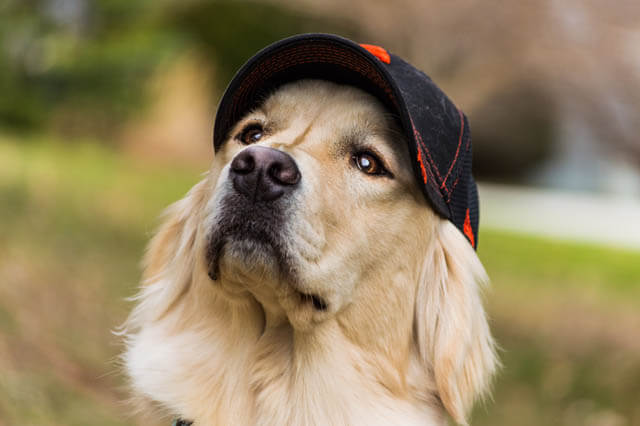 DOGS WEARING HATS - CALENDAR, MEME, IMAGES, WALLPAPER