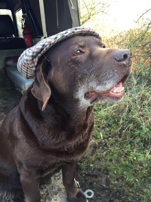 DOGS WEARING HATS - CALENDAR, MEME, IMAGES, WALLPAPER