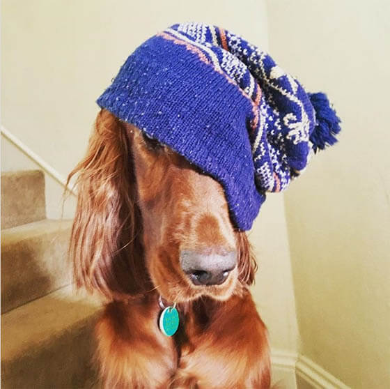 DOGS WEARING HATS - CALENDAR, MEME, IMAGES, WALLPAPER