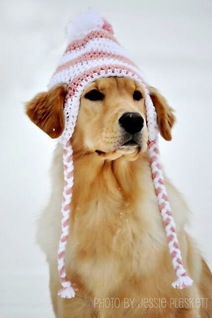 DOGS WEARING HATS - CALENDAR, MEME, IMAGES, WALLPAPER