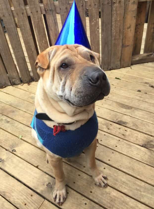 DOG HATS, WHY SHOULD DOG WEAR A HAT?