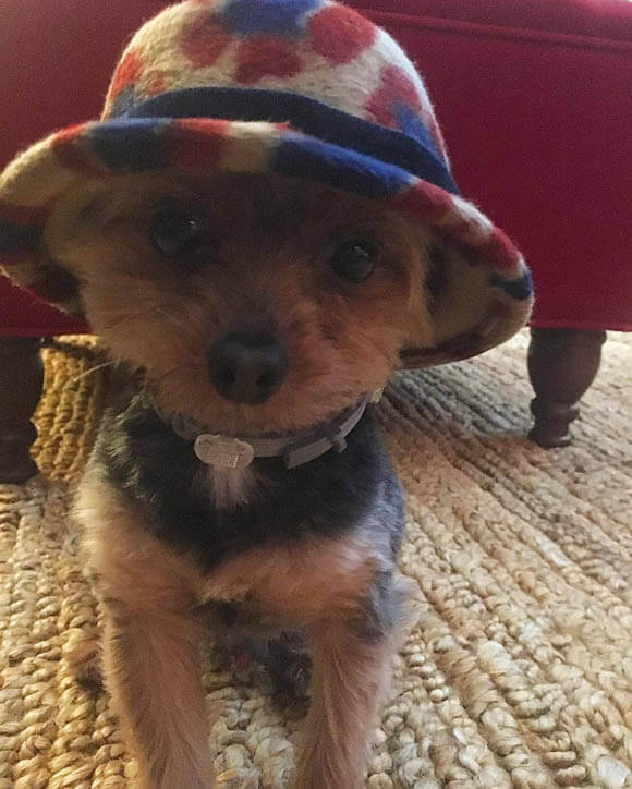 DOGS WEARING HATS - PHOTO, VIDEOS, CALENDAR, MEME, IMAGES, WALLPAPER, PICTURES