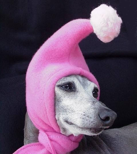 DOGS WEARING HATS - PHOTO, VIDEOS, CALENDAR, MEME, IMAGES, WALLPAPER, PICTURES