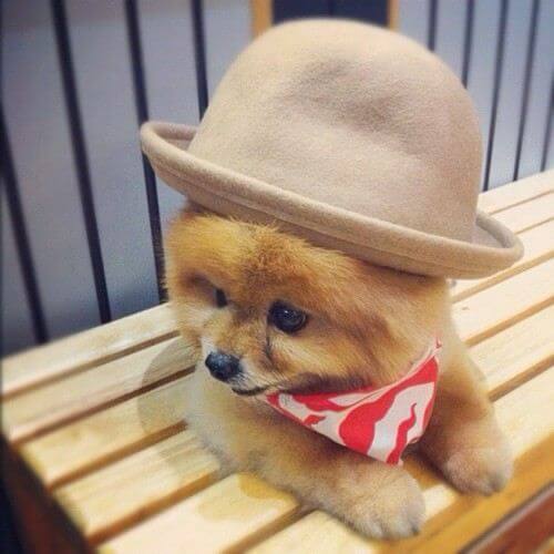 DOGS WEARING HATS - PHOTO, VIDEOS, CALENDAR, MEME, IMAGES, WALLPAPER, PICTURES