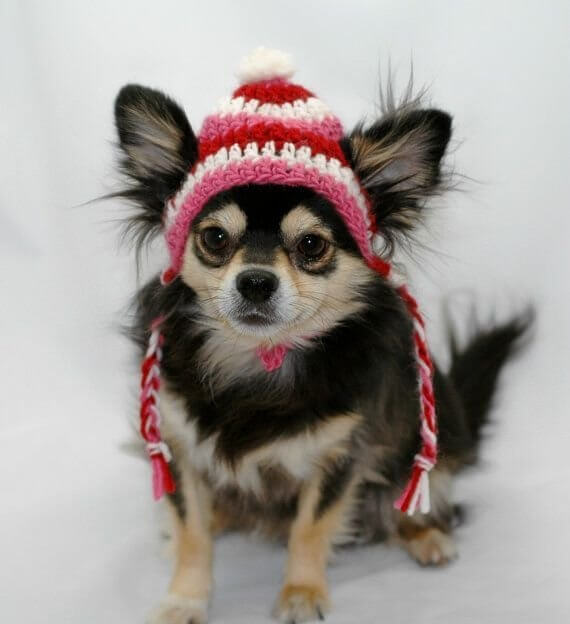 DOGS WEARING HATS - CALENDAR, MEME, IMAGES, WALLPAPER