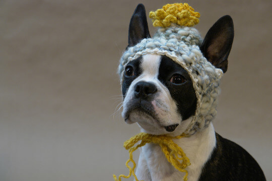 DOGS WEARING HATS - CALENDAR, MEME, IMAGES, WALLPAPER