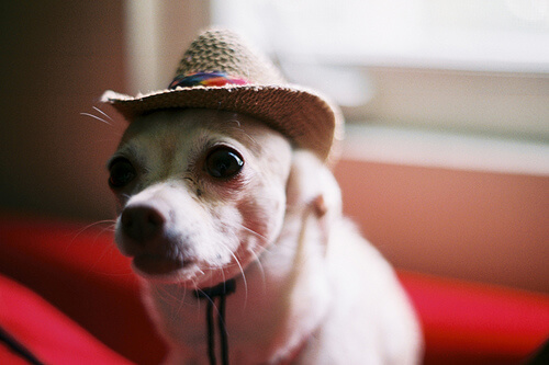 DOGS WEARING HATS - CALENDAR, MEME, IMAGES, WALLPAPER