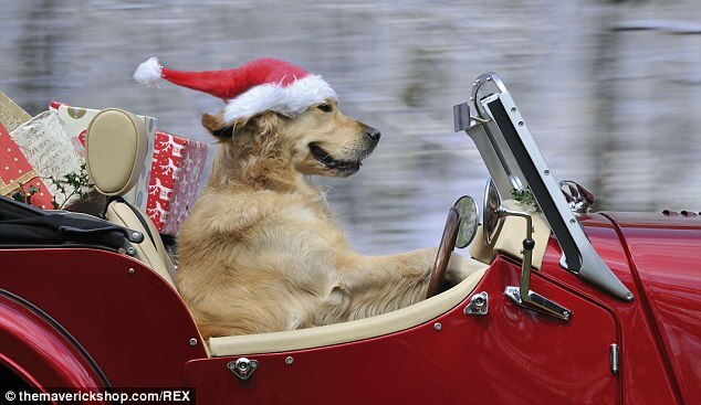 DOGS WEARING HATS - CALENDAR, MEME, IMAGES, WALLPAPER