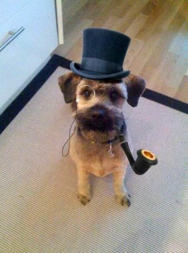 27 Funny Dogs Wearing Hats, Caps & Visors √ Photos & Videos. Homemade