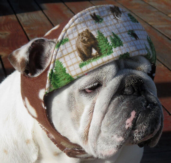 DOGS WEARING HATS - PHOTO, VIDEOS, CALENDAR, MEME, IMAGES, WALLPAPER, PICTURES