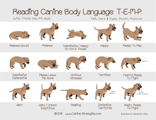 PUPPY BODY LANGUAGE & SIGNS - FEAR, AGRESSION, ANXIETY