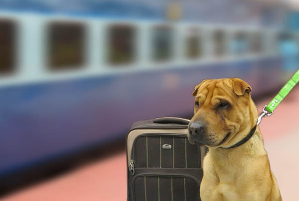 TRAVELING WITH YOUR DOG BY TRAIN, RAILWAY DOG JOURNEY, TRIP