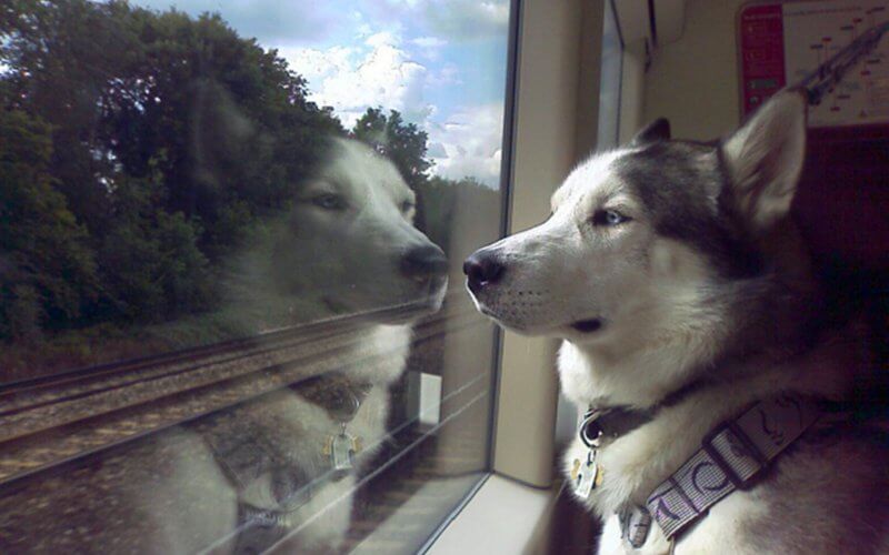 TRAIN, RAILWAY DOG