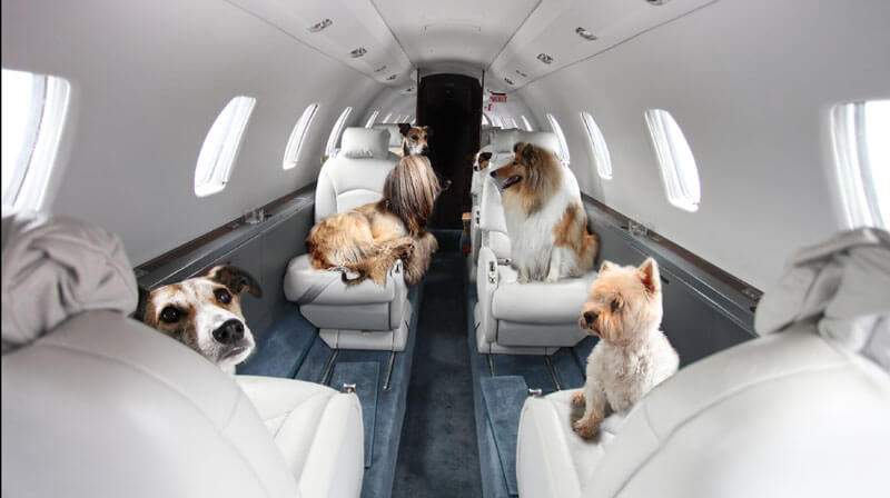 DOG TRAVEL GUIDE