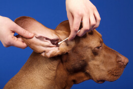 HOMEMADE DOG EAR CLEANING SOLUTION, DOG EAR ODOR REMOVER