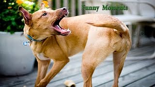 WATCH DOG & PUPPY VIDEO !!!