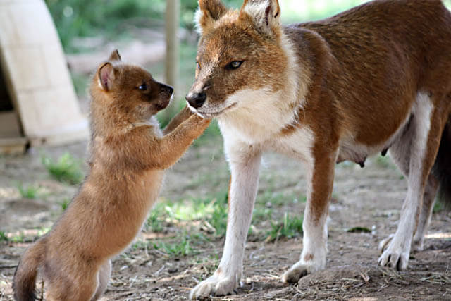 ZOOS WHERE TO SEE WILD DOGS