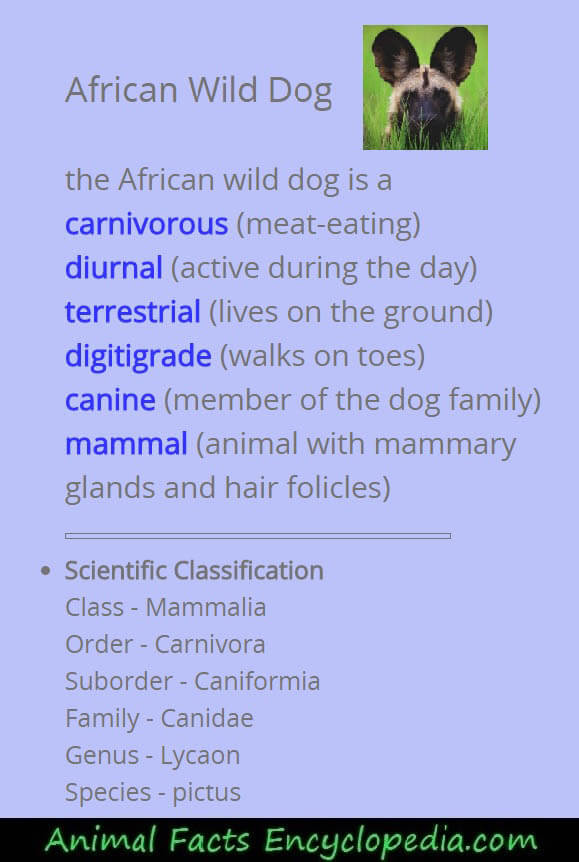 AFRICAN WILD DOGS