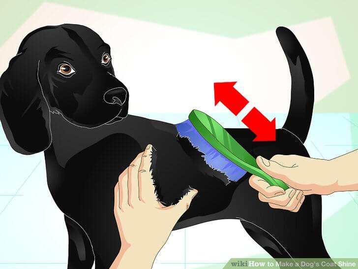 DOG and PUPPY COAT SHINING - HOW TO KEEP, MAKE DOG FUR SHINING?