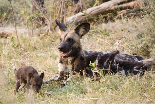 THE MYSTERIOUS AFRICAN WILD DOG - MYTHS & FACTS