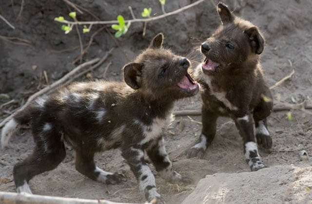 ZOOS WHERE TO SEE WILD DOGS