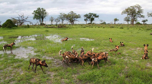 AFRICAN WILD DOGS
