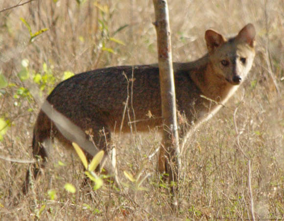 TOP TEN BIGGEST WILD DOGS