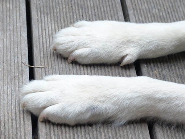 Do whippets have webbed feet new arrivals
