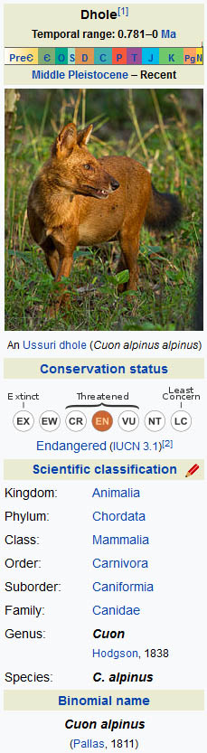 DHOLES - THIS MATERIAL by WWW.WIKIPEDIA.ORG