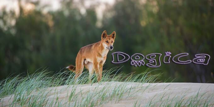 DINGO - THE WILD DOG