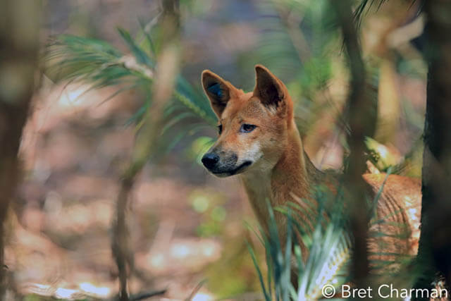 DINGO - THE WILD DOG