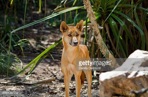 DINGO - THE WILD DOG