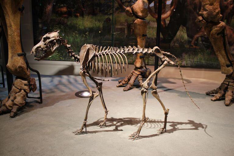 THE DIRE WOLF - PREHISTORIC ANCESTOR OF MODERN DOG