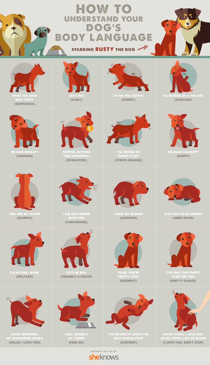 UNDERSTAND DOG BODY LANGUAGE INFOGRAM