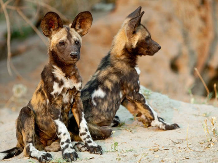 THE MYSTERIOUS AFRICAN WILD DOG - MYTHS & FACTS - THIS PHOTO (c) by Richard Denyer
