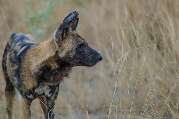 THE MYSTERIOUS AFRICAN WILD DOG - MYTHS & FACTS - THIS PHOTO (c) by Manoj Shah/Oxford Scientific/Getty Images