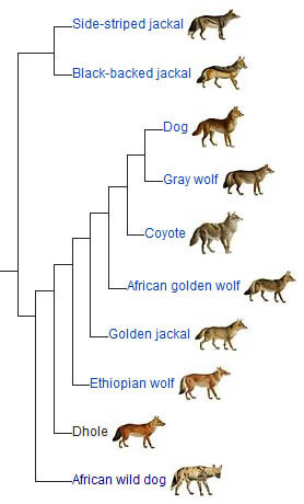 DHOLES