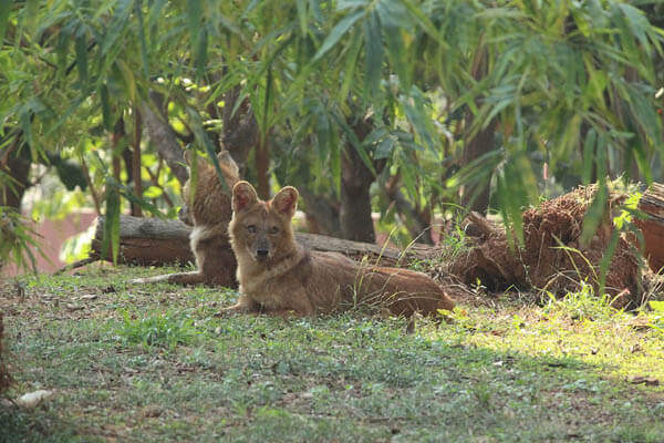 ASIATIC WILD INDIAN DOGS - DHOLES
