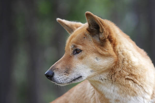 NEW GUINEA SINGING WILD DOG