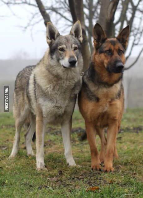 DOGS THAT LOOK LIKE WOLVES - WOLFDOG: BREED SPECIFICATIONS, HYBRID DOG, MIXED DOG, DOG AND WOLF, WOLF-DOG, DOG-WOLF