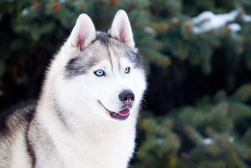 RAISING & TRAINING A WOLF-DOG, TRAINING