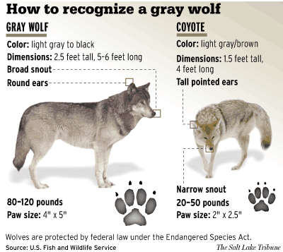 DOG vs WOLF BREEDING and GENETICS