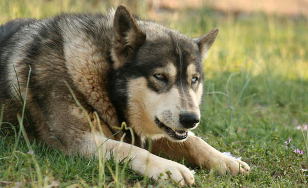 WOLFDOG