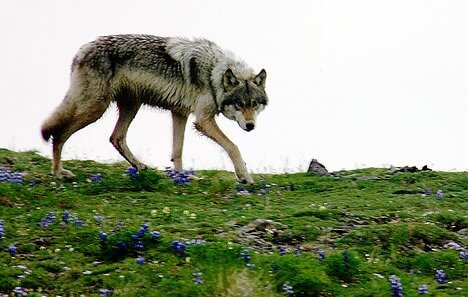 RISK-TAKING COMPARISON IN DOGS & WOLFS