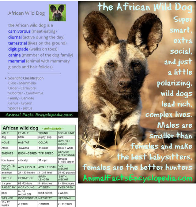 AFRICAN WILD DOG AND WOLF, DOG & WOLF, EVOLUTION, DOMESTICATION