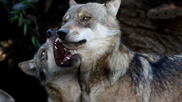 DOG AND WOLF TOLERANCE & AGGRESSION, TRAINING