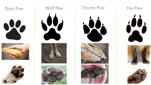 DOG AND WOLF, DOG & WOLF, DOG vs WOLF TRACKS, PAWS & STEPS DIFFERENCE - HOW TO DISTINGUISH WOLF TRACKS?