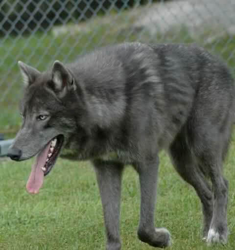 WOLFDOG: BREED SPECIFICATIONS, HYBRID DOG, MIXED DOG, DOG AND WOLF, WOLF-DOG, DOG-WOLF